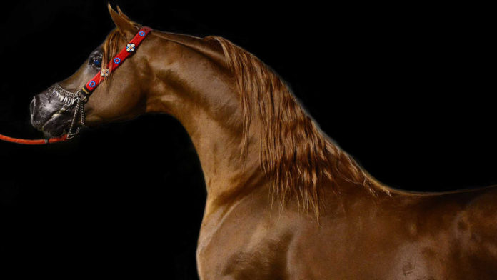 caballos de pura raza árabe caballos de pura raza árabe
