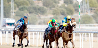Dos grandes premios para cerrar la temporada en el Gran Hipódromo de Andalucía Gran Hipódromo de Andalucía