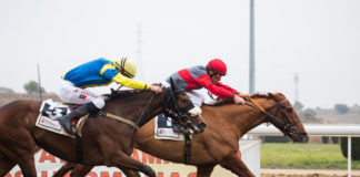 Caballos de pura raza árabe en el Gran Hipódromo de Andalucía Gran Hipódromo de Andalucía