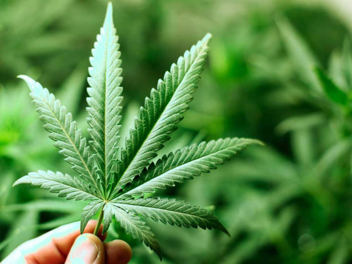 marihuana Policía Nacional