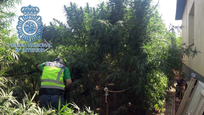 parcela-marihuana marihuana