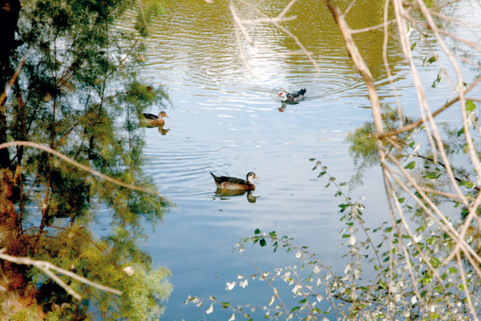 laguna-fuentedelrey ‘Dos Hermanas recreo de Sevilla’