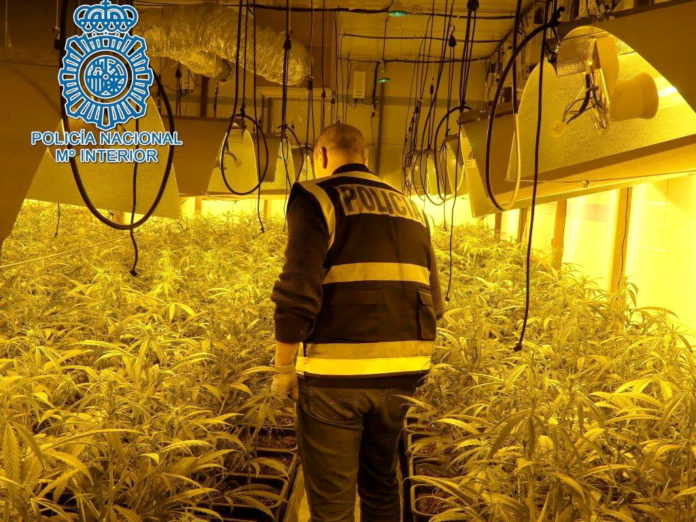marihuana ‘indoor’