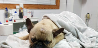 María Crespo pide ayuda para poder operar a su perro Pancho María Crespo