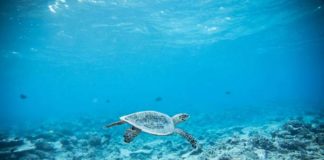 El Día Mundial de los Océanos recuerda la necesidad de preservarlos Día Mundial de los Océanos