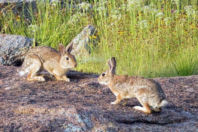 caza de conejos