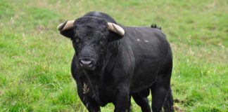 «Sevilla no se queda sin toros», iniciativa para retransmitir corridas de Feria Sevilla no se queda sin toros