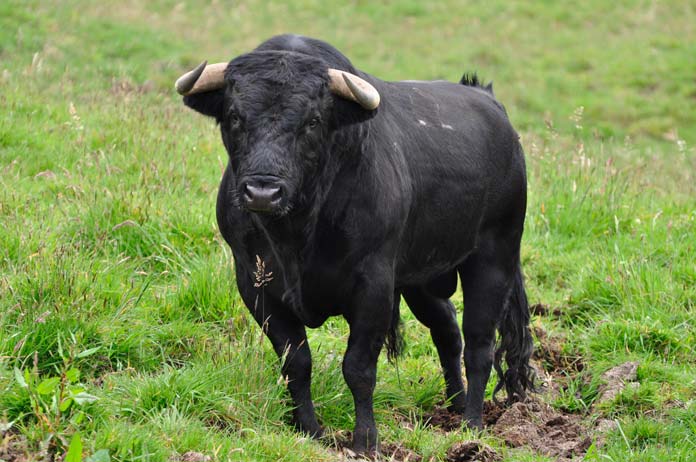 toro Sevilla no se queda sin toros