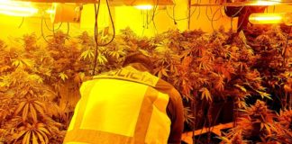 Desmantelada una plantación de marihuana en Los Montecillos plantación de marihuana