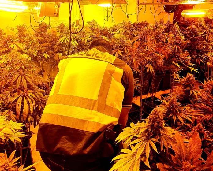 plantacion-marihuana plantación de marihuana