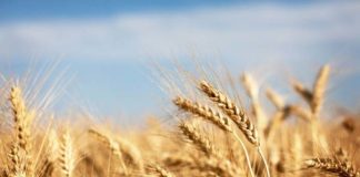 Se buscan talento e innovación en el sector alimentario sector alimentario