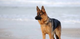 El servicio de recogida de animales sin dueños, con más prestaciones servicio de recogida de animales