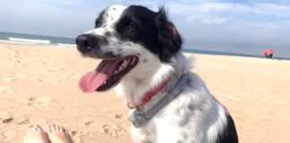 Se busca a Gastón, el perro se encuentra perdido desde el domingo Gastón