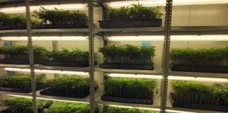 Cae el mayor productor de esquejes de marihuana en Dos Hermanas esquejes de marihuana