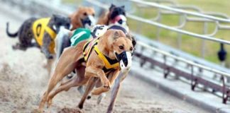 I Campeonato de España de Galgos en Campo con Liebre Mecánica Campeonato de España de Galgos