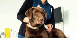 Campaña de identificación de mascotas gratuita identificación de mascotas