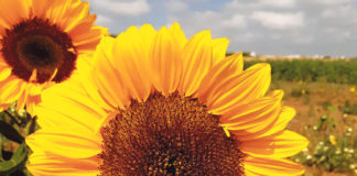 Girasoles de Dos Hermanas: la flor que media Europa compra en sus mercados Girasoles