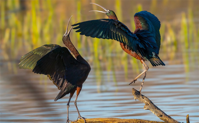 mejor-fotografia Concurso Laguna de Fuente del Rey