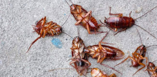 Plaga de cucarachas en la Residencia Huerta Palacios plaga de cucarachas