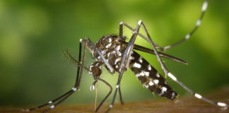Campaña para prevenir las picaduras de mosquitos mosquitos