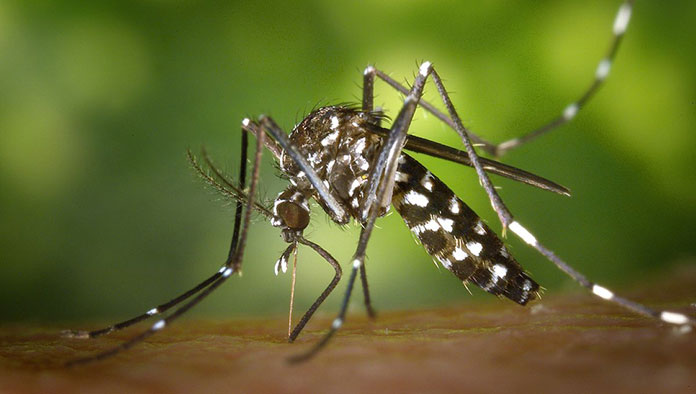 mosquito mosquitos