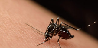 Salud confirma dos casos de Virus de Nilo Occidental Virus de Nilo