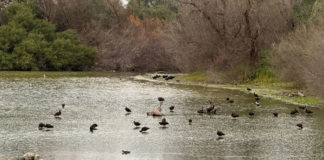 La Laguna de Fuente del Rey organiza un curso de ornitología Laguna de Fuente del Rey