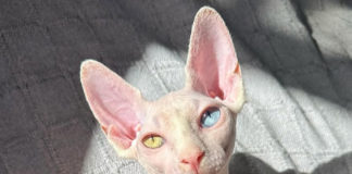 Gata perdida: recompensa de 1.500 euros para quien la encuentre gata perdida