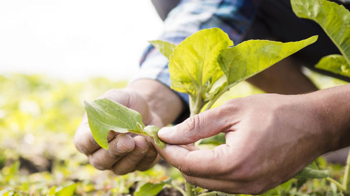 agricultura cursos de formación