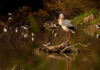 La Laguna de Fuente del Rey celebra el Día de las Aves Día de las Aves en Dos Hermanas