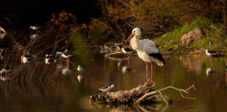La Laguna de Fuente del Rey celebra el Día de las Aves Día de las Aves en Dos Hermanas