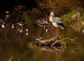 La Laguna de Fuente del Rey celebra el Día de las Aves Día de las Aves en Dos Hermanas