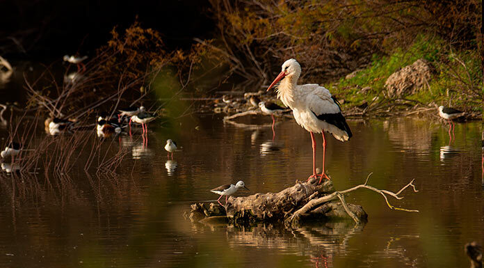 La Laguna de Fuente del Rey celebra el Día de las Aves Día de las Aves en Dos Hermanas