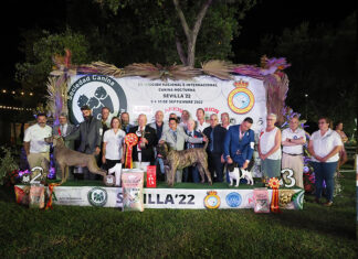 Casi 600 perros llegan a la ciudad para una cita única exposiciones caninas Dos Hermanas 2026
