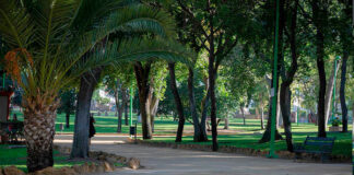Dos Hermanas plantará 600 árboles para ganar sombra Plan de Biosombra Dos Hermanas